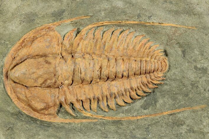 Cambrian Trilobite (Hamatolenus) - Tinjdad, Morocco #229605